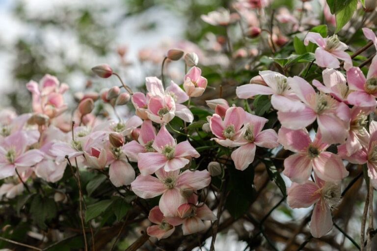Close-up of pink Clematis Montana flowers in full bloom showcasing nature's beauty in spring.