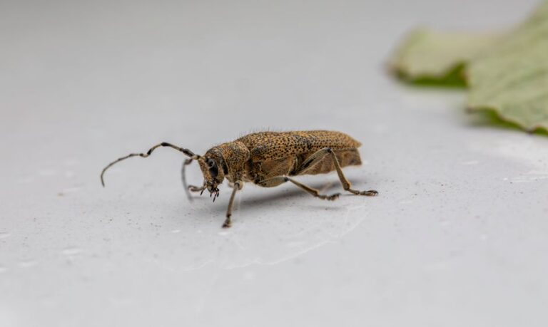 Macro shot of a Large Poplar Borer beetle (Saperda carcharias) on a leaf, showcasing its unique features.