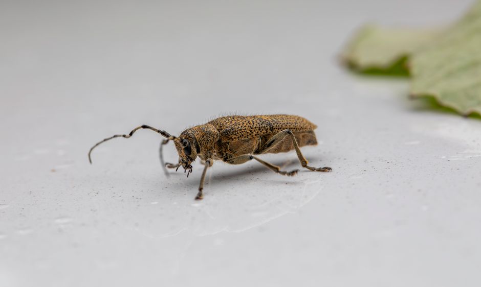 Macro shot of a Large Poplar Borer beetle (Saperda carcharias) on a leaf, showcasing its unique features.