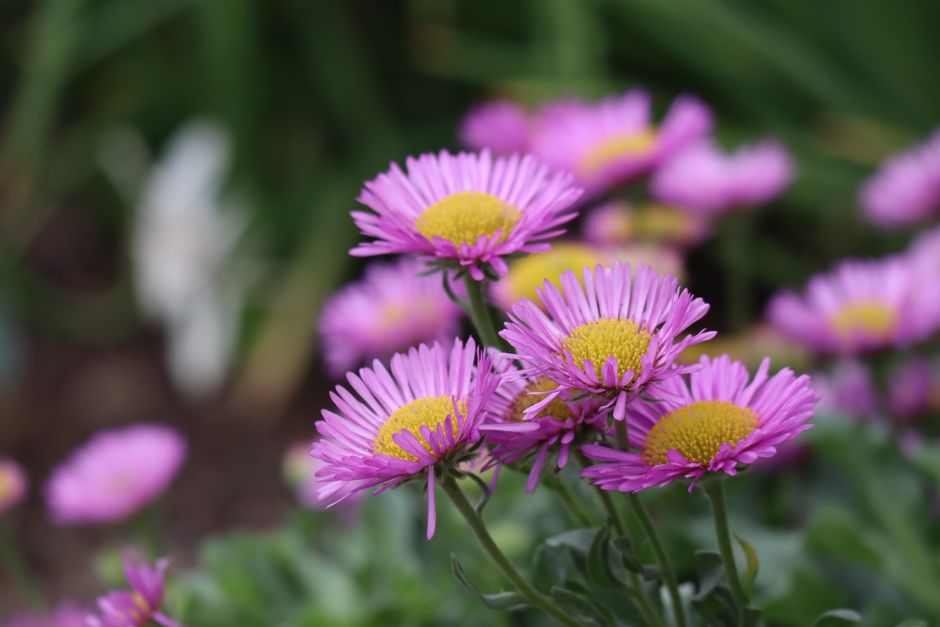 Vibrant purple aspen fleabane flowers captured in natural setting during springtime.