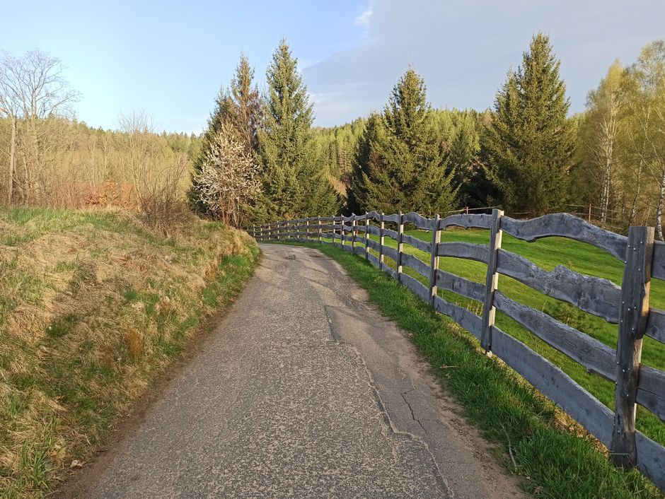 A charming spring scene featuring a rural pathway bordered by spruce trees in Dolnośląskie, Poland.